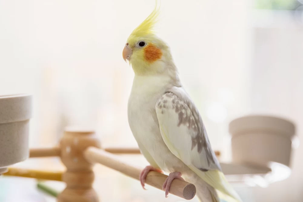 تغذیه پرنده