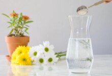 قند انداختن در آب گیاهان: مفید است یا مضر؟