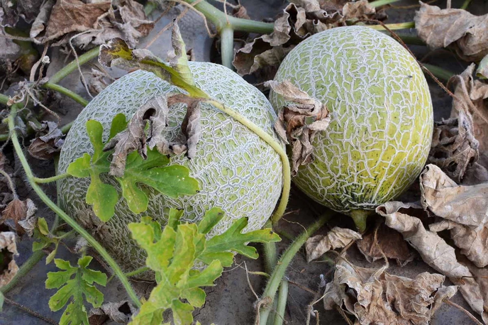 راهنمای کاشت طالبی در گلدان