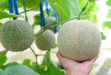 آموزش نحوه کاشت طالبی در گلدان