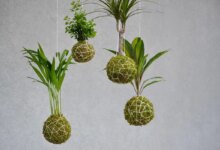 10 نوع گیاه مناسب کوکداما