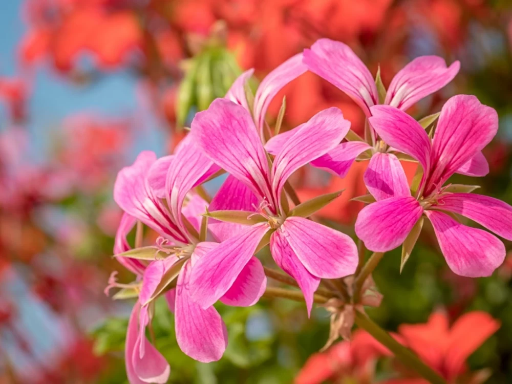 شعمدانی برگ عشقه‌ای