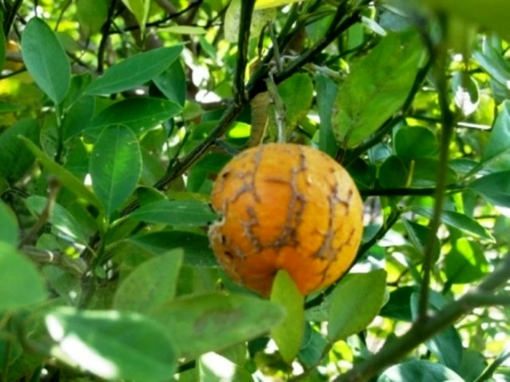 پیشگیری از آفات مرکبات