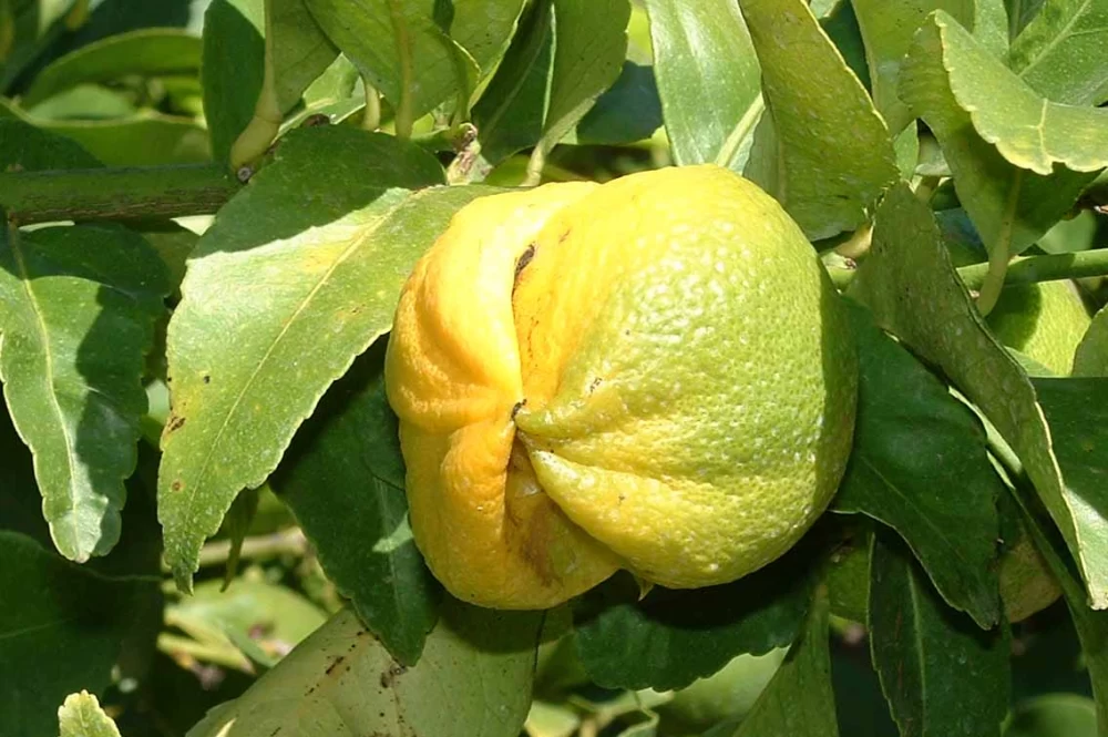 آفت درخت میوه