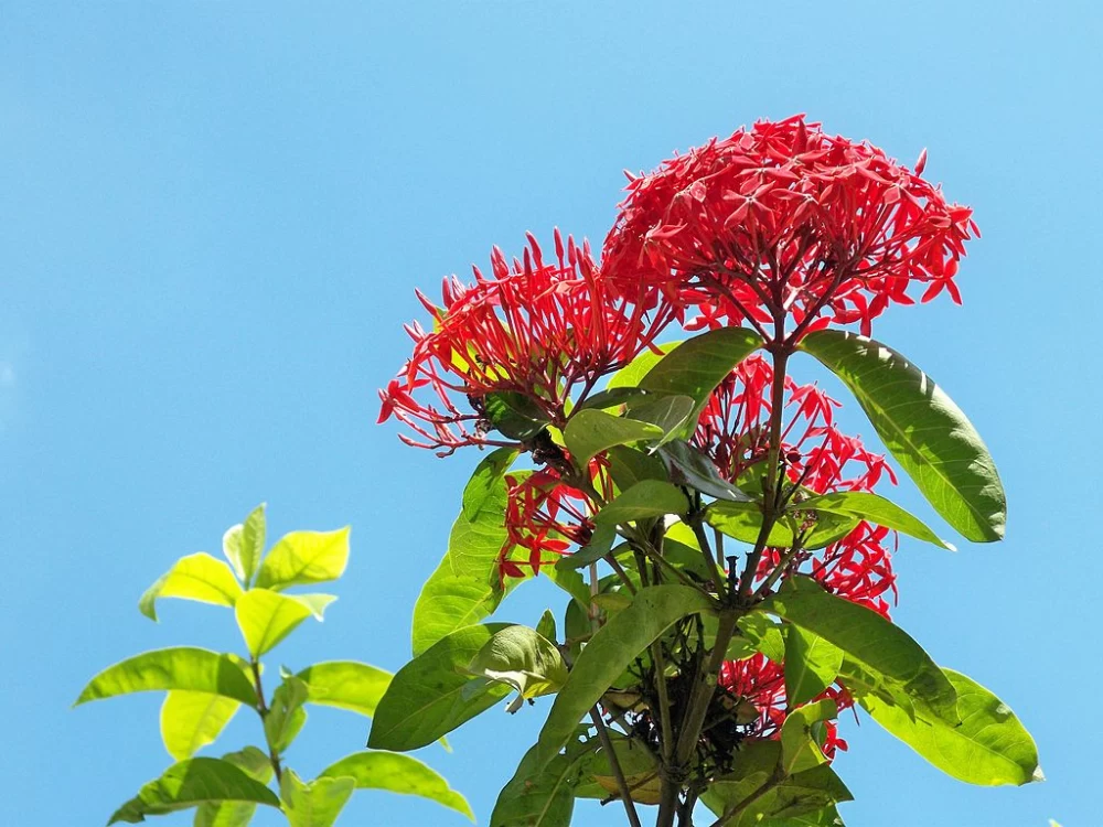 گیاه شعله‌ای
