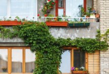 7 گل رونده و زیبا مناسب برای تراس و بالکن کوچک