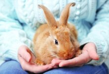 دلایل تنفس غیر طبیعی و خس خس سینه در خرگوش