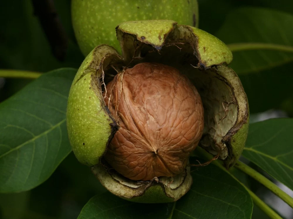بیماری لکه سیاه گردو