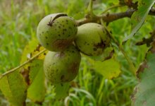 بیماری لکه سیاه گردو یا آنتراکنوز گردو