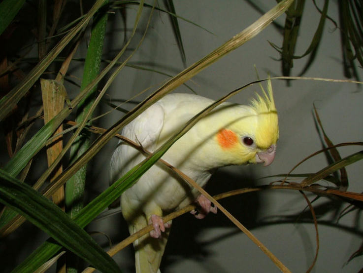 عروس هلندی