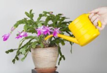 آبیاری کاکتوس توی تابستون و زمستون چه فرقی داره؟