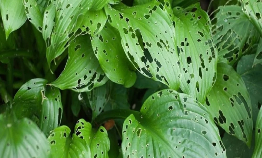 درمان بیماری سوراخ گیاهان