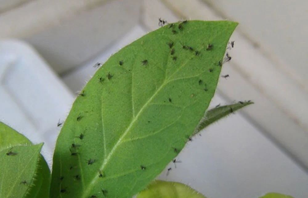 نگهداری از گل