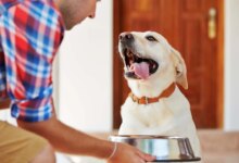 چگونه سگ را تشویق کنیم ؟
