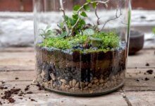 طریقه خاک سازی و زهکشی تراریوم