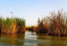 تالاب شادگان خوزستان و راهنمای بازید از آنجا (+ تصاویر)