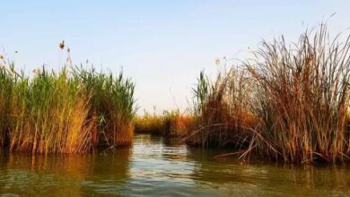 تالاب شادگان خوزستان و راهنمای بازید از آنجا (+ تصاویر)