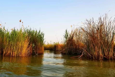 تالاب شادگان خوزستان و راهنمای بازید از آنجا (+ تصاویر)