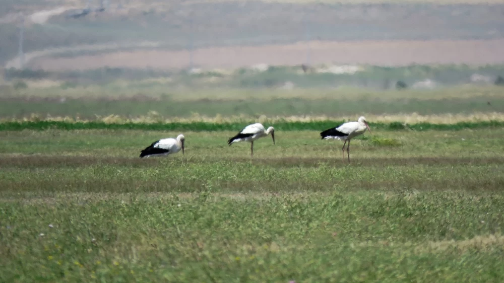 تالاب پته خور نمین اردبیل