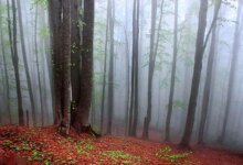 جنگل راش سوادکوه کجاست ؟ (+ تصاویر)