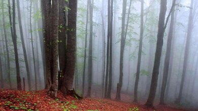 جنگل راش سوادکوه کجاست ؟ (+ تصاویر)