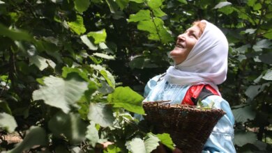 پایتخت فندق ایران کجاست/ جشن فندق کجا برگزار می شود ؟ (2 نکته مهم)