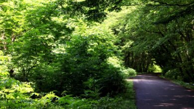 راهنمای بازدید از جنگل گیسوم (+ تصاویر)