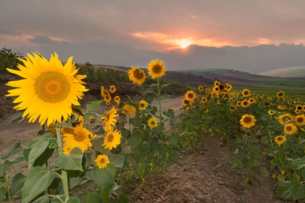 راه دسترسی به دشت کالپوش 