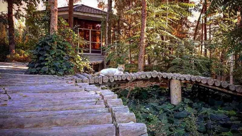جنگل پردیسان قائم کرمان