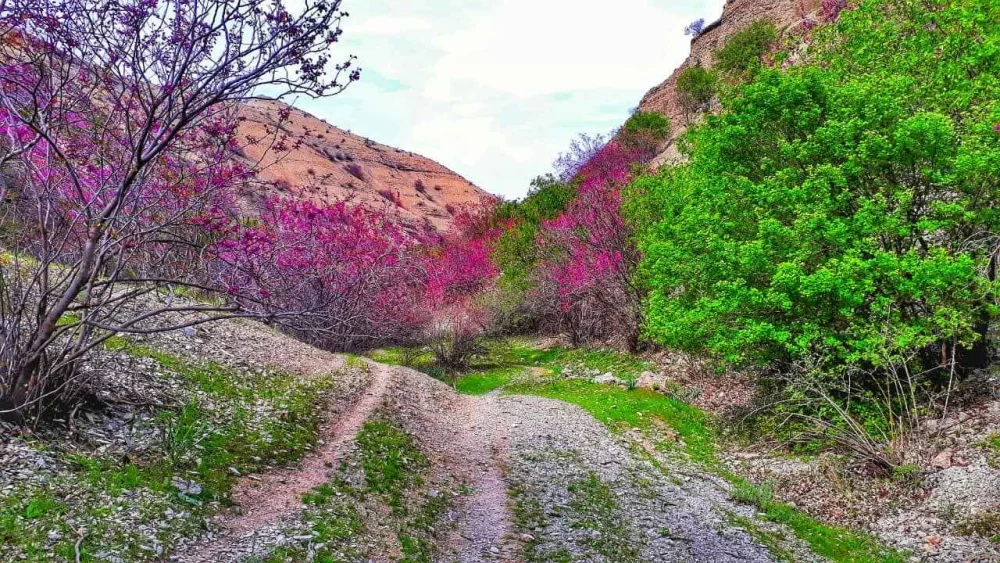 عکس دره چریک