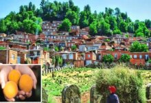 شهر زردآلو کجای ایران است ؟ (+ تصاویر)