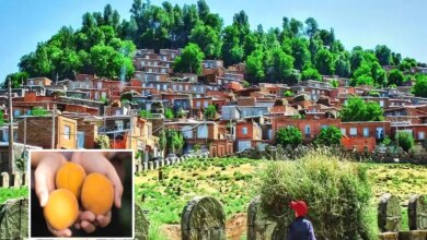 شهر زردآلو کجای ایران است ؟ (+ تصاویر)