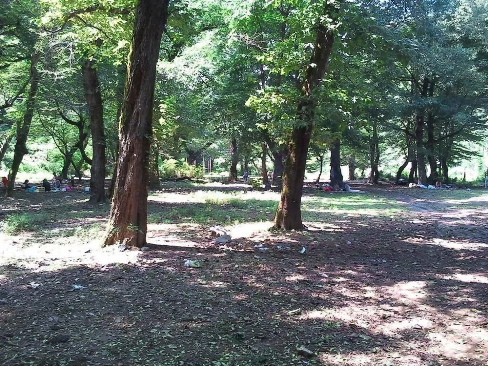 عکس پارک جنگلی خرما