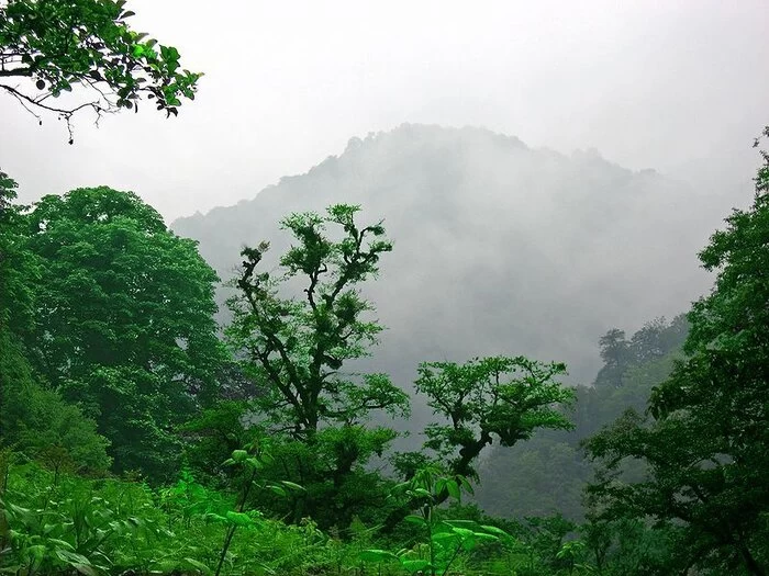 شهرستان ورزقان کجاست و جنگل دیزمار چگونه جایی است ؟