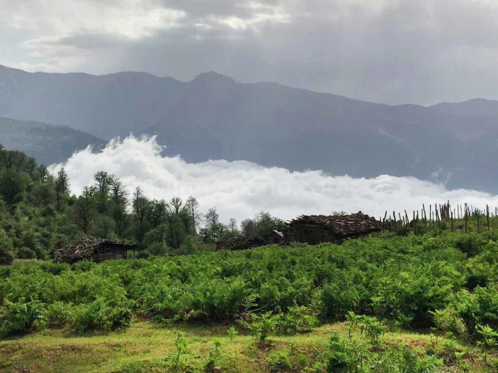 جنگل اولنگ کجاست ؟