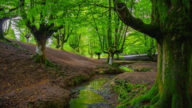راهنمای سفر به جنگل های ارسباران و تجربه سفری ناب به طبیعت بکر (+ تصاویر)