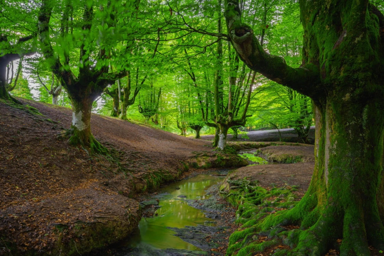 راهنمای سفر به جنگل های ارسباران و تجربه سفری ناب به طبیعت بکر (+ تصاویر) راهنمای سفر به جنگل های ارسباران و تجربه سفری ناب به طبیعت بکر (+ تصاویر)