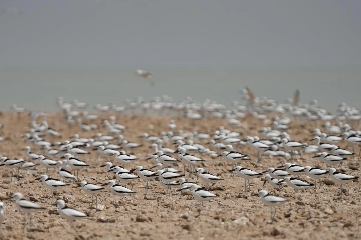 تصویر جزیره دارا