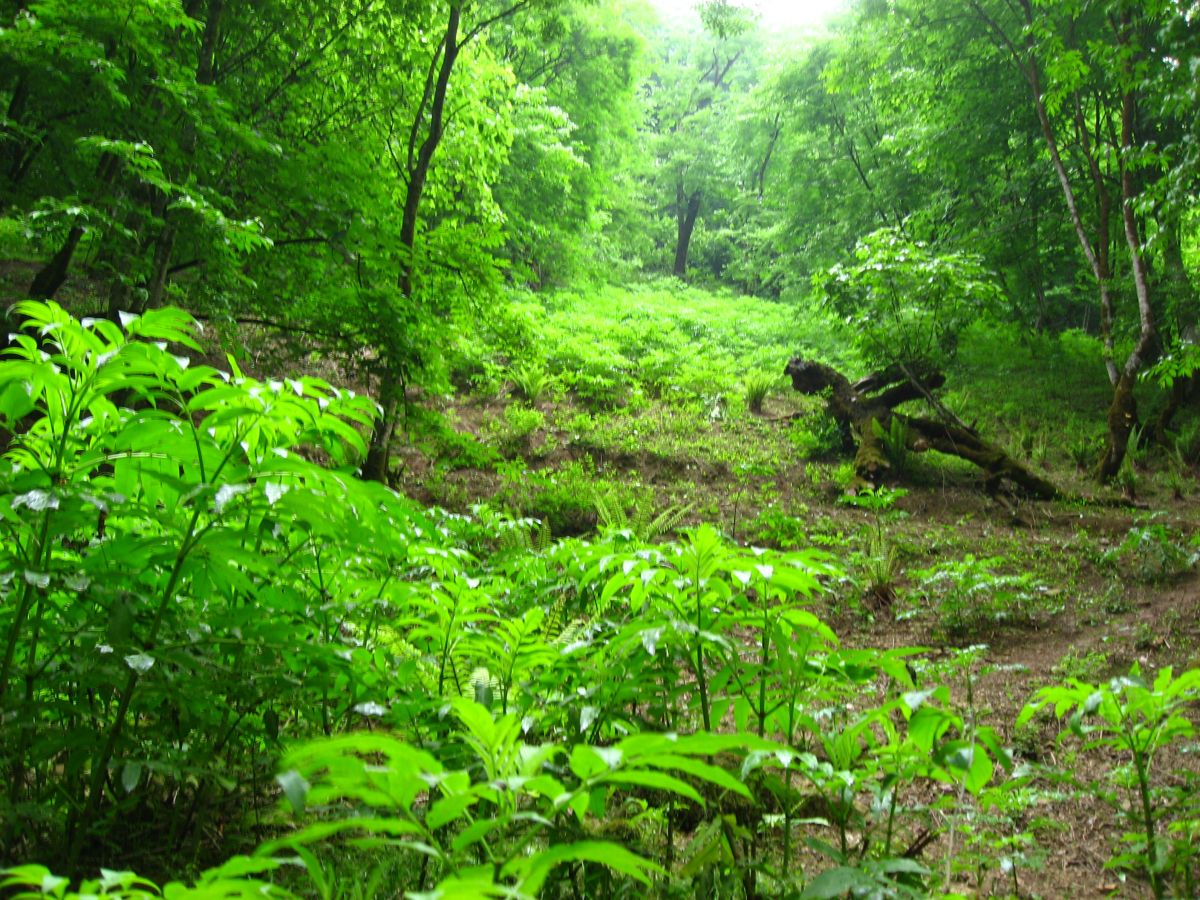 طبیعت زیبا رامسر