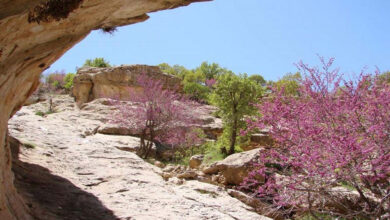 تنگه ارغوان، طبیعتی دنج در ارتفاعات ایلام (+ تصاویر)