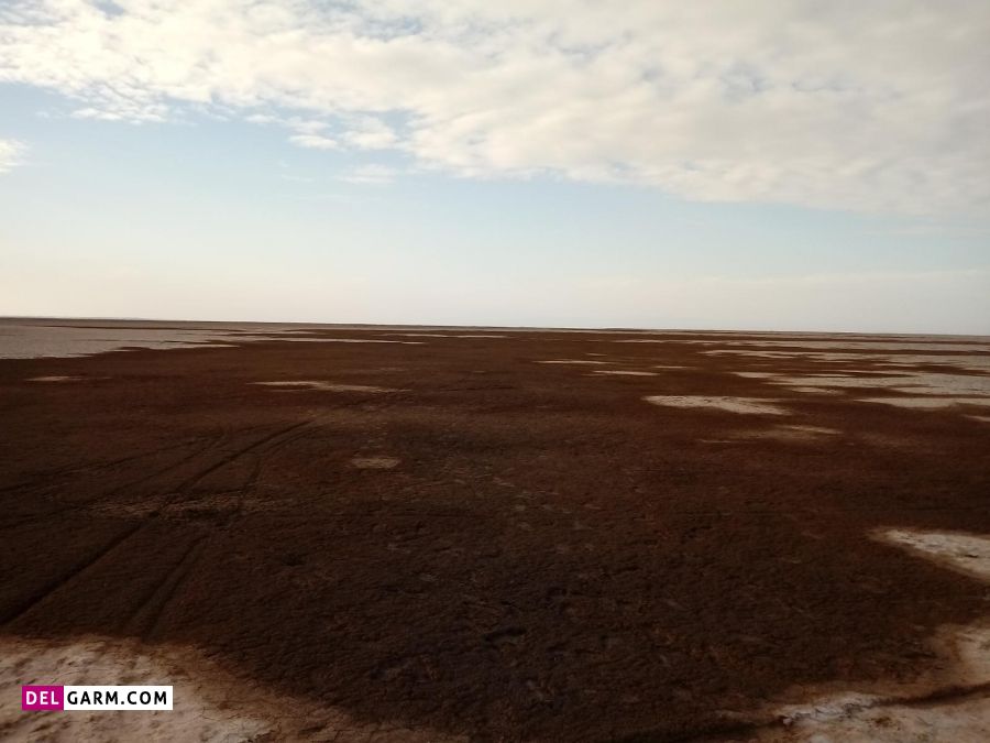 شیطان ماسه ای 