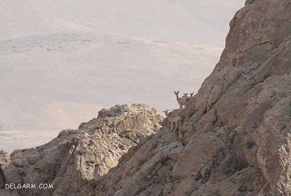 منطقه حفاظت شده عبدالرزاق