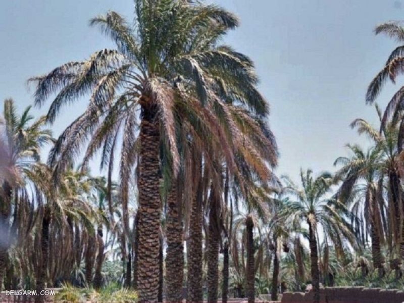 در بم کجا بریم