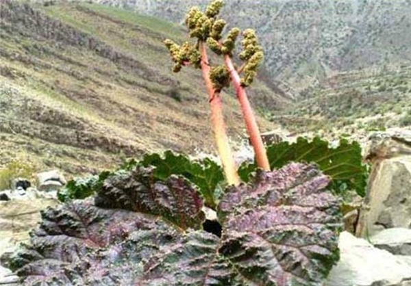 جاذبه های گردشگری افغانستان