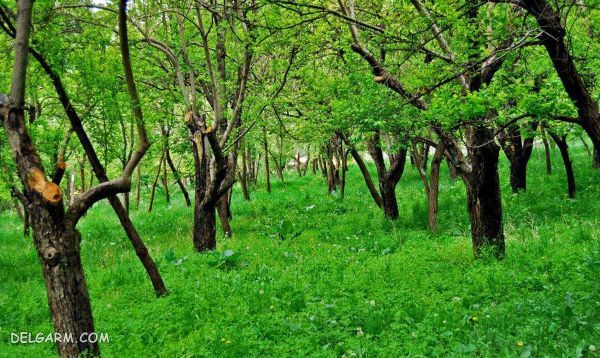 جاهای سرسبز مشهد