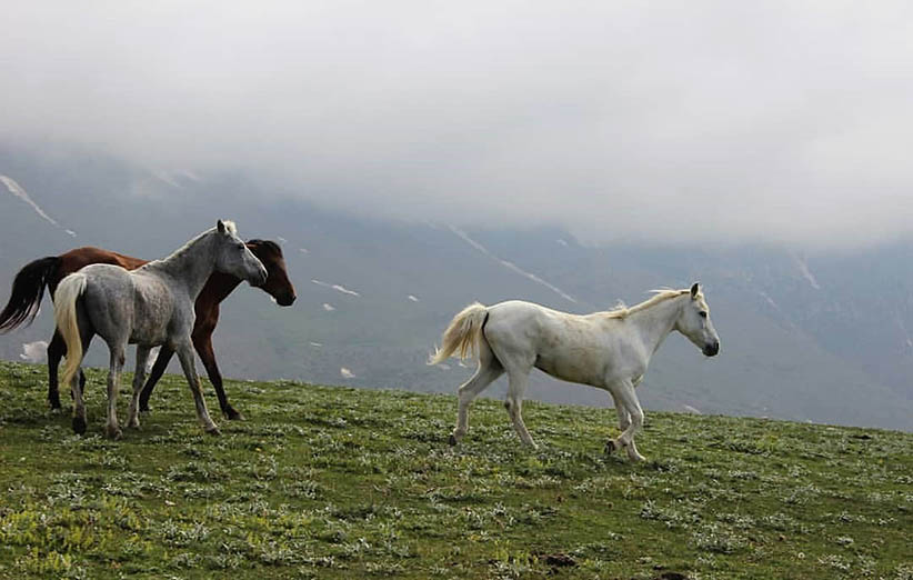 جواهر دشت گیلان