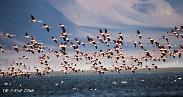 آشنایی با جاذبه های طبیعی و تاریخی شهر اراک (+ تصاویر) جاذبه های طبیعی و تاریخی شهر ارک
