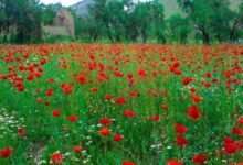 آشنایی با مکان های دیدنی و گردشگری تفرش (+ تصاویر)