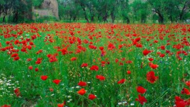 آشنایی با مکان های دیدنی و گردشگری تفرش (+ تصاویر)
