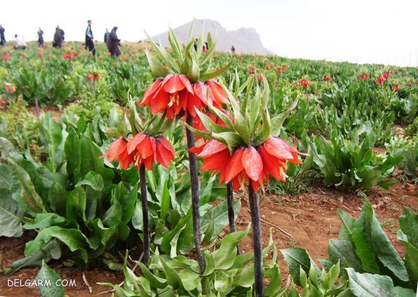 کوهرنگ، محلی برای تجربه خنکی واقعی